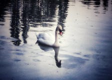 Swan arkivbilder Swan arkivbilder