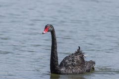 Swan royaltyfri bild Swan royaltyfri bild