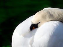swan royaltyfri bild swan royaltyfri bild