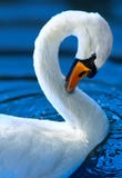 swan royaltyfri fotografi swan royaltyfri fotografi