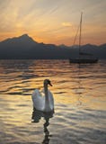 swan arkivbilder swan arkivbilder