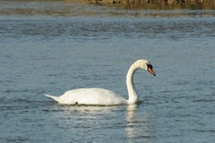 swan arkivfoto swan arkivfoto