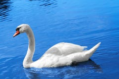 swan royaltyfria foton swan royaltyfria foton