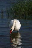 swan royaltyfri fotografi swan royaltyfri fotografi