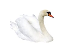 swan arkivbilder swan arkivbilder