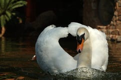 Swan Royalty Free Stock Image