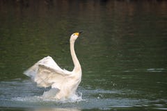 Swan fotografering för bildbyråer Swan fotografering för bildbyråer