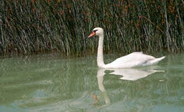 Swan At Lake Balaton,Hungary Stock Images