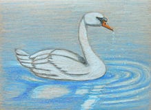 Swan Stock Photo