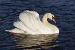 Swan on the blue water royalty free stock images Swan on the blue water royalty free stock images