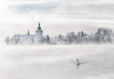 Swan on Body of Water Near Building Stock Image Swan on Body of Water Near Building Stock Image