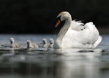 Swan Family Royalty Free Stock Photo