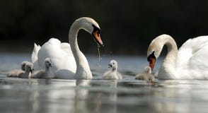 Swan Family Stock Images