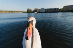 Swan headshot closeup wide angle close up royalty free stock photography Swan headshot closeup wide angle close up royalty free stock photography