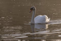Swan i misten royaltyfri foto Swan i misten royaltyfri foto