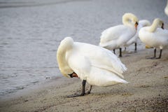 Swan with open wings royalty free stock photography Swan with open wings royalty free stock photography
