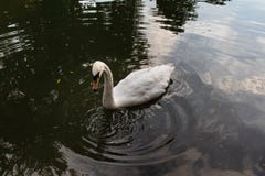 Swan p? laken royaltyfria foton Swan p? laken royaltyfria foton