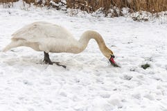 Swan standing in the snow royalty free stock images Swan standing in the snow royalty free stock images
