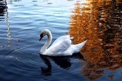 The swan swims in the pond stock photos The swan swims in the pond stock photos