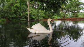 Swan& x27 επιείκεια του s στοκ εικόνες Swan& x27 επιείκεια του s στοκ εικόνες