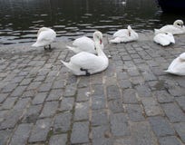 swans stock foto's swans stock foto's