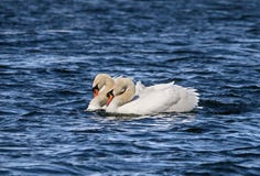 swans stock afbeeldingen swans stock afbeeldingen