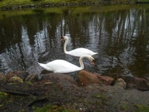 swans royalty-vrije stock afbeelding swans royalty-vrije stock afbeelding