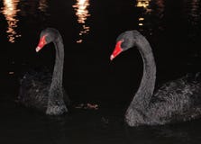 swans royaltyfri bild swans royaltyfri bild