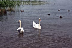 swans stock foto swans stock foto