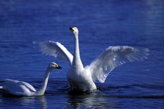 Swans In The Water Royalty Free Stock Images