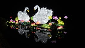 Swans on Lake stock image Swans on Lake stock image
