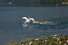 Swans on the lake, year 2008 stock photography Swans on the lake, year 2008 stock photography