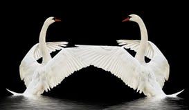 Swans On The Water. Royalty Free Stock Images