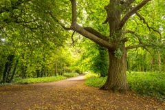 Sweet Chestnut tree standing proud in the forest Royalty Free Stock Photo Sweet Chestnut tree standing proud in the forest Royalty Free Stock Photo