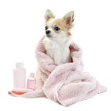 Sweet chihuahua with spa accessories isolated