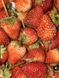 friut royalty free stock images friut royalty free stock images
