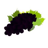 Sweet grapes for vine and eating vector illustration Sweet grapes for vine and eating vector illustration