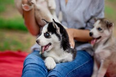 A sweet husky puppy is sitting on the laps of a woman with his tongue out. Love and care for pets. royalty free stock photo A sweet husky puppy is sitting on the laps of a woman with his tongue out. Love and care for pets. royalty free stock photo