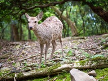 Sweet Little Deer Kid Fawn Looking to the Side with Sunshine in the forest with green background royalty free stock photos Sweet Little Deer Kid Fawn Looking to the Side with Sunshine in the forest with green background royalty free stock photos