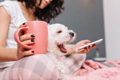 Sweet little white dog yawning on knees young woman in pajama chilling on bed with a cup of tee. Enjoying home comfort stock photos Sweet little white dog yawning on knees young woman in pajama chilling on bed with a cup of tee. Enjoying home comfort stock photos