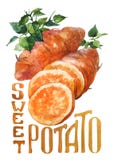 Sweet potato. Hand drawing watercolor on white background with title. stock illustration Sweet potato. Hand drawing watercolor on white background with title. stock illustration