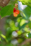 Sweet red cherry ripens on a green tree in the summer. Fruits on the branch of sweet cherry. Nature blurred bokeh background. royalty free stock photo Sweet red cherry ripens on a green tree in the summer. Fruits on the branch of sweet cherry. Nature blurred bokeh background. royalty free stock photo