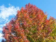 Sweetgum américain, dans l'automne avec son rouge, orange et feuilles de jaune photos stock Sweetgum américain, dans l'automne avec son rouge, orange et feuilles de jaune photos stock