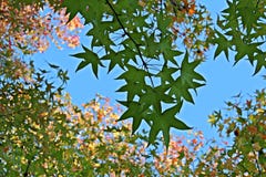 Sweetgum gräsplansidor med en färgrik bakgrund royaltyfri bild Sweetgum gräsplansidor med en färgrik bakgrund royaltyfri bild