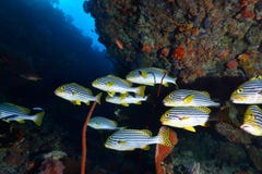 Sweetlips orientaux photographie stock libre de droits Sweetlips orientaux photographie stock libre de droits