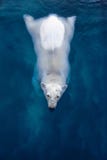 Swimming polar bear, white bear in blue water royalty free stock photos Swimming polar bear, white bear in blue water royalty free stock photos