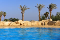 Swimming With Palm Royalty Free Stock Image