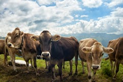 Swiss Cows Royalty Free Stock Photo