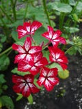 Swizzle paniculata флокса paniculata флокса Миниатюрное разнообразие с первоначальными цветами Очень большие цветки бледнеют тепл стоковая фотография rf Swizzle paniculata флокса paniculata флокса Миниатюрное разнообразие с первоначальными цветами Очень большие цветки бледнеют тепл стоковая фотография rf