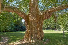Sycamore τεράτων, παλαιό gigant πλατάνι στοκ εικόνα Sycamore τεράτων, παλαιό gigant πλατάνι στοκ εικόνα